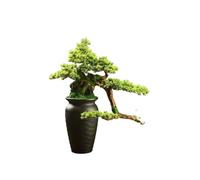 Árbol bonsái Falso Bonsái Artificial de Suelo for decoración de Entrada de Hotel o Club Social. Plantas Artificiales en Maceta.