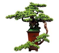 Árbol de bonsái pequeño Artificial Bonsai Artificial Plantas de árbol de imitación Decoración Interior Hoja Artificial Talla de raíz Artesanía Cerámica Maceta Planta en Maceta Adornos de Oficina Sala