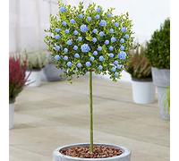 Árbol de Ceanothus Victoria | Árboles de Lilas Silvestres de California en Maceta para Jardines Pequeños.