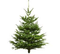 Árbol de Navidad auténtico, abeto de Nordmann, recién golpeado, árbol de Navidad (abeto, 165-180 cm)