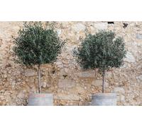 Árbol de Olivo: 80-100/ 1