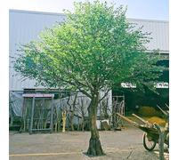 Árbol de Olivo de imitación Extragrande, para decoración de Fondo de Boda con Plantas Verdes simuladas para Interiores y Exteriores de Hotel 2 * 2m
