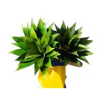 Árbol De Yuca Tropical, Planta Artificial Grande, Rama De Árbol En Maceta Falsa, Hojas De Agave De Plástico, Hojas De Palma Verdes For Decoración Del Hogar Y Exteriores.(M)