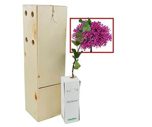 ÁRBOL del Amor de pequeño tamaño en Caja de Madera. Alveolo Forestal (1)