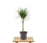 Árbol del Dragón Dracaena Marginata Presentación en 11 cm DECOALIVE Decoración Verde para Casa con Planta Viva de Interior