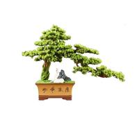 Arboles Artificiales Bonsái Artificial con Maceta de cerámica for la Entrada Sala Estar, Adorno Plantas Falsas