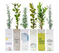 Arbolitos de regalo - Pack 100 Uds en Cajas de Cartón Personalizadas con la Imagen o Texto que Quieras - Amplia variedad de Especies - Promociones, Eventos, Bodas - Regala Vida