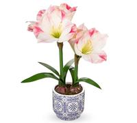 Arborus Amaryllis - Flores artificiales de amarilis rosa en maceta de cerámica azul de 18 pulgadas de alto, planta de amarilis falsa para interiores con bulbos decorativos, arreglo floral de musgo