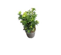 Arbusto Buxus - Planta Viva con Hojas Decorativas Ideal para Bordes y Setos