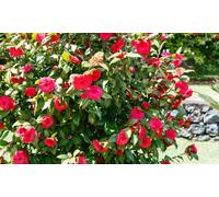 Arbusto de camelia «rosa japonesa» con flores de color a elegir: Blanco / 1