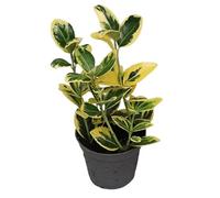 Arbusto de Euonymus Variegata - Planta Viva con Hojas Decorativas Ideal para Bordes y Setos