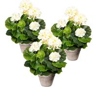 Arbusto de geranio UE 3 unid., en maceta de cemento