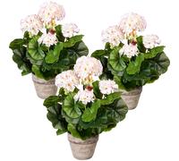 Arbusto de geranio UE 3 unid., en maceta de cemento