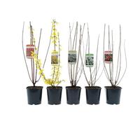 Arbustos ornamentales resistentes al invierno - Mezcla de arbustos de 50 - 70 cm en maceta de 17 cm para floración rica en primavera y verano (5, mezcla de Deutzie, Forsythia, Cornejo, Pipa, Weigelie)