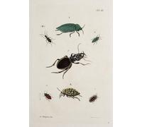 Archives de l'histoire des insectes Pl.41 (1794) Póster impreso por Johann Caspar Fuessli (18 x 24)