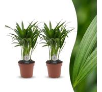 Areca Lutescens - Palmera dorada - 2 plantas - 35-45cm - Ø12cm