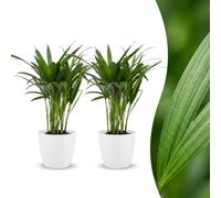 Areca Lutescens - Palmera dorada - 2 plantas - con maceta blanca - 35-45cm - Ø12cm