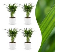 Areca Lutescens - Palmera dorada - 4 plantas - con maceta blanca - 35-45cm - Ø12cm