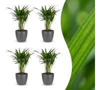 Areca Lutescens - Palmera dorada - 4 plantas - con maceta gris - 35-45cm - Ø12cm
