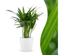 Areca Lutescens - Palmera dorada - con maceta blanca - 35-45cm - Ø12cm