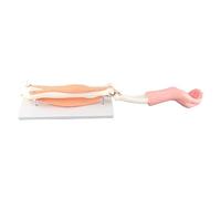 Arm Moving Model Anatomical Elbow Joint Motion Teaching Accessory, Made of Glass Fiber Reinforced Plastics Resin, Polymer Rubber, Demonstrates Joint Activities, Suitable for