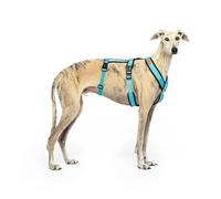 Arnés de 3 Puntos Antiescape Antitirones - Ideal para: Teckel, Galgo Italiano, Whippet, Galgo, Podenco - Seguro, Transpirable y Duradero Caminar, Entrenar y Correr - Celeste, S