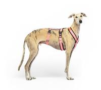 Arnés de 3 Puntos Antiescape Antitirones - Ideal para: Teckel, Galgo Italiano, Whippet, Galgo, Podenco - Seguro, Transpirable y Duradero Caminar, Entrenar y Correr - Rosa, M