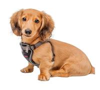 Arnés para cachorros HALTI Anatomy - Proporciona libertad de movimiento a tu cachorro para que pasee cómodamente. Fácil de poner con 4 puntos de ajuste. Adecuado para razas mini (Talla XS, Gris)