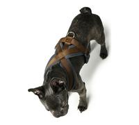 Arnés para Perro Hunter London Comfort 48-56 cm Marrón Talla S/M