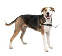 Arnés para Perros Easy Walk de PetSafe, arnés antitirones para Perros adiestramiento con Correa y Collar - Evita tirones y Asfixia en los Paseos - Extragrande, Negro