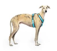 Arnés Reflectante Anti-Tirones en Forma "Y"- Ideal para Lebreles: Galgo Italiano, Whippet, Galgo, Podenco - Seguro, Transpirable y Duradero - Perfecto para Caminar, Entrenar y Correr - CELESTE, L