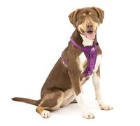 Kurgo Tru-Fit Arnés para Perro, Arnés de Paseo para Perros, Anillo en D para Entrenamiento sin Tirones, Incluye Mosquetón de Seguridad, Púrpura, M