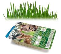 Arquivet Hierba para Gatos y roedores - Semillas para Hierba gatera - Planta para Gatos - Pasto para Gatos - Hierba gatuna - Hierba Comestible para Gatos - 100 g