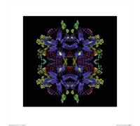 Art Group The Alyson Fennell (Flora Shangri La) - Impresión artística 40 x 40 cm, Papel, Multicolor, 40 x 40 x 1,3 cm