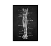 Arte de anatomía humana, cuadro médico de pared, esqueleto muscular, clásico, póster nórdico, impresión en lona, pintura educativa, decoración de pared (SKU5,8 x 12 pulgadas = (20 x 30 cm), marco de
