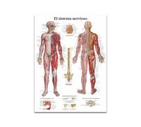 Arte de anatomía humana, cuadro pared médica, póster Vintage esqueleto muscular, lienzo nórdico, pintura educativa, decoración moderna(PC 7042,40x50cm No Frame)