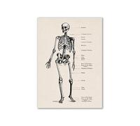 Arte de anatomía humana Vintage, cartel esqueleto muscular médico, pintura en lienzo, impresión artística, decoración pared for habitación farmacia Hospital(2,30x40cm No Frame)