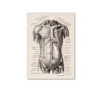 Arte de anatomía humana Vintage, cartel esqueleto muscular médico, pintura en lienzo, impresión artística, decoración pared for habitación farmacia Hospital(16,A3 30x42cm No Frame)