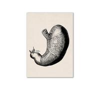 Arte de anatomía humana Vintage, cartel esqueleto muscular médico, pintura en lienzo, impresión artística, decoración pared for habitación farmacia Hospital(11,10x15cm No Frame)