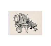 Arte de anatomía humana Vintage, cartel esqueleto muscular médico, pintura en lienzo, impresión artística, decoración pared for habitación farmacia Hospital(9,20x30cm No Frame)