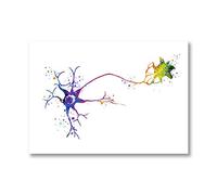 Arte de la anatomía de la célula neurona del cerebro impresiones del arte neurología del cerebro cartel ciencia médica decoración de la biología anatómica pintura de la lona sin marco-30x40cm