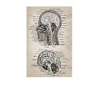 Arte de pared anatomía humana, pósteres e impresiones Vintage Hospital, decoración oficina, esqueleto, pintura en lienzo calavera anatómica(B,13X18cm No Frame)