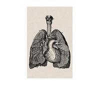 Arte de pared anatomía humana, pósteres e impresiones Vintage Hospital, decoración oficina, esqueleto, pintura en lienzo calavera anatómica(D,21X30cm No Frame)