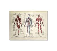 Arte de pared anatomía humana, pósteres e impresiones Vintage Hospital, decoración oficina, esqueleto, pintura en lienzo calavera anatómica(3165-09,50x75cm No Frame)