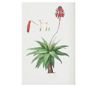 Arte de pared Canvas Prints Decoración Póster De Aloe Vera Con Diseño De Cactus Del Desierto De California, Impresión En Lienzo, Decoración Para Sala De Estar, Dormitorio, Arte De Pared(P,40X50cm)