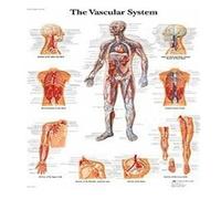 Arte de pared Cuerpo humano Mapa educación médica Cóster Anatomía Humana Sistema muscular(80,50x70cm No Frame)