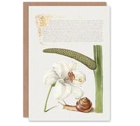 Artery8 Art Card White Lily Snail and Sweet Flag Model Book of Calligraphy