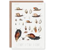 Artery8 Augustus A Gould Art Card Snail Varieties Vintage Illustration