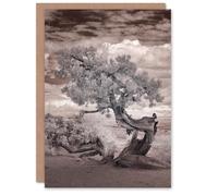 Artery8 Carol M Highsmith Art Card Twisted Desert Tree Infrared View