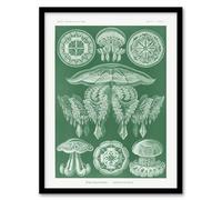 Artery8 Ernst Haeckel Discomedusae Jellyfish Species Framed Wall Art Print Home Décor A3